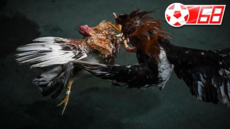 Những loại hình đá gà BON68 được yêu thích nhất